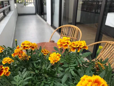 Apartment with Balcony — Elysinam Boutique Hotel Ha Long
